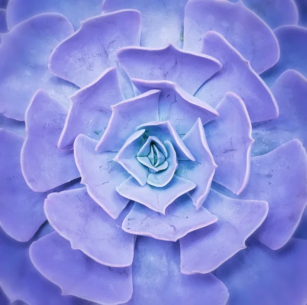 Çiçek Saksısında Minyatür Sulu Bitkiler — Stok fotoğraf