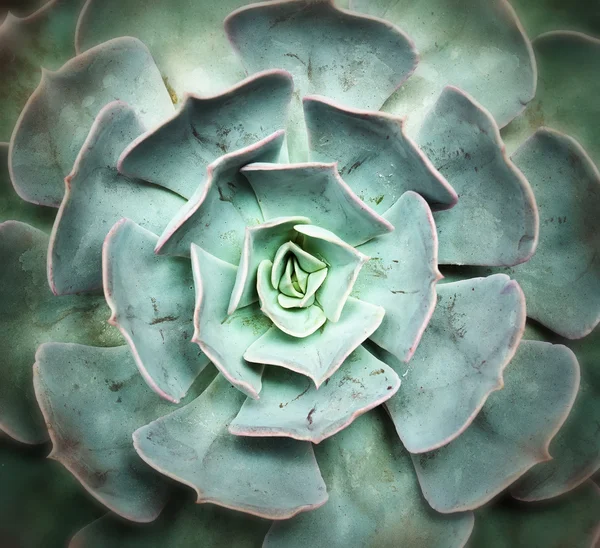 花器の中のミニチュア多肉植物 — ストック写真