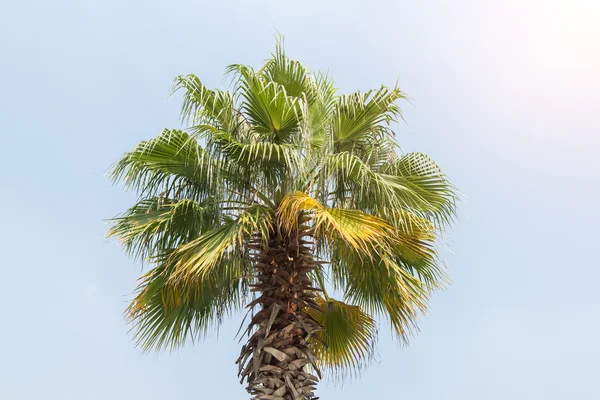 Borassus flabellifer, palmera azucarera, palma camboyana aislada en el blanco —  Fotos de Stock