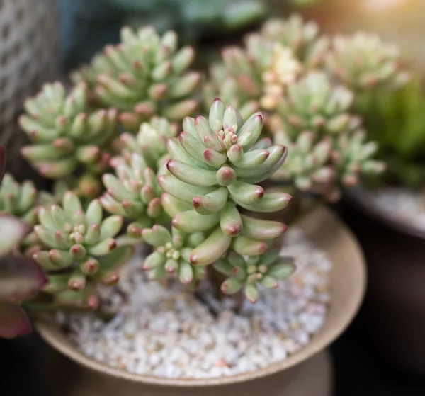 Shot of Miniature succulent plants — Stock Photo, Image