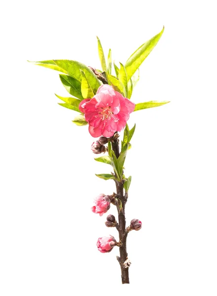 Perzik bloesem bloem collectie geïsoleerd op witte achtergrond — Stockfoto
