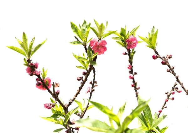 Collection de fleurs de pêche isolées sur fond blanc — Photo