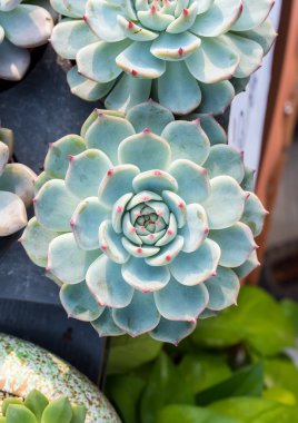 Bahçedeki minyatür sulu bitkiler