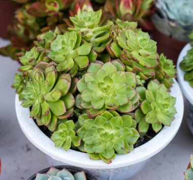 Bahçedeki minyatür sulu bitkiler