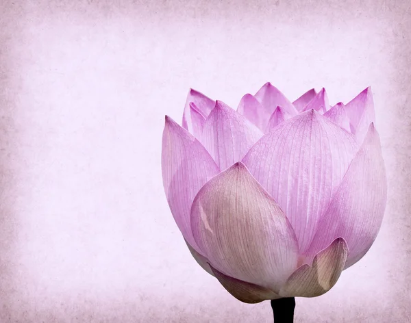 Water Lily on grunge textured background — Stock Photo, Image