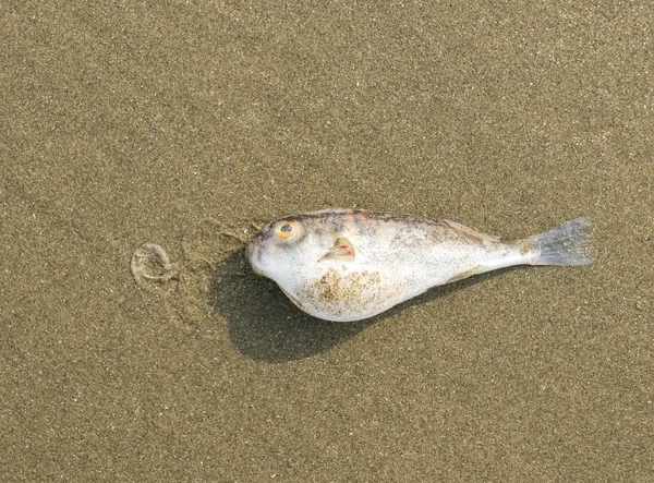 Мертвая Рыба Берегу Моря — стоковое фото