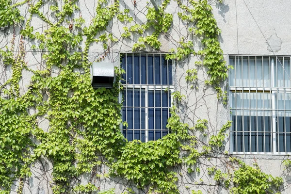 Fensterladen Mit Efeu Alter Hauswand — Stockfoto