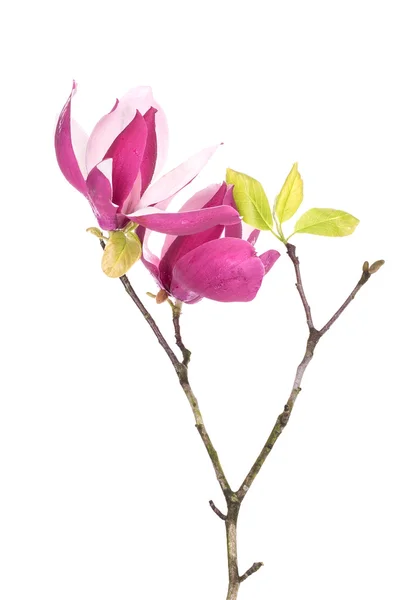 粉红色的木兰花，白色背景隔离 — 图库照片