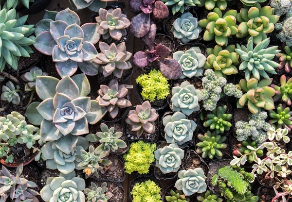 Plantes Succulentes Miniatures Dans Jardin — Photo