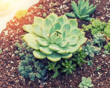  Bahçedeki minyatür sulu bitkiler