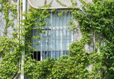 eski evin duvarında Ivy ile pencere Panjur