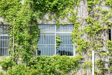 eski evin duvarında Ivy ile pencere Panjur