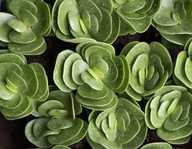 Bahçedeki minyatür sulu bitkiler