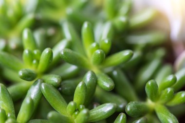  Minyatür etli bitkiler arka plan