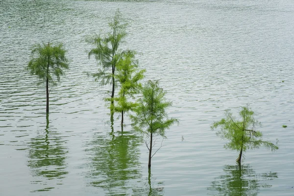 Весняний Пейзаж Лісу Води — стокове фото