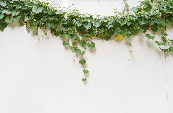 Ivy Leaves Isolated White Background — Stock Photo, Image