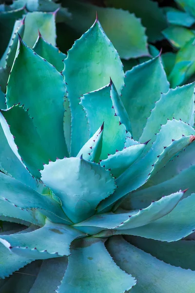 Skarpa Spetsiga Agave Planta Blad — Stockfoto