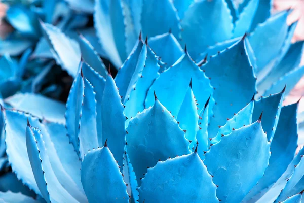 Scharfe Spitze Blätter Der Agave — Stockfoto