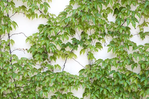 Murgröna Blad Isolerad Vit Bakgrund — Stockfoto