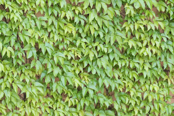 Ivy Leaves Isolated White Background — Stock Photo, Image