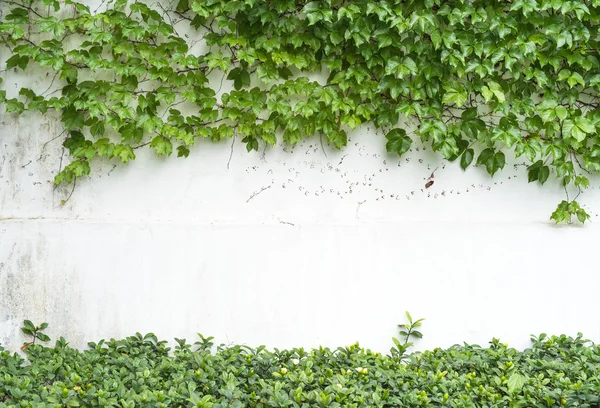 常春藤叶子在白色背景上被隔离 — 图库照片