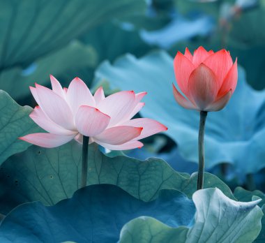 Lotus çiçeği ve lotus çiçek bitki