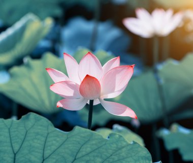 Lotus çiçeği ve lotus çiçek bitki
