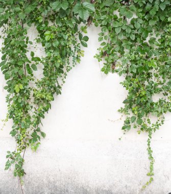 sarmaşık yaprakları beyaz arkaplanda izole edilmiş