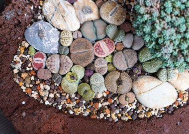 (Taş yaşayan) Lithops, kaktüs