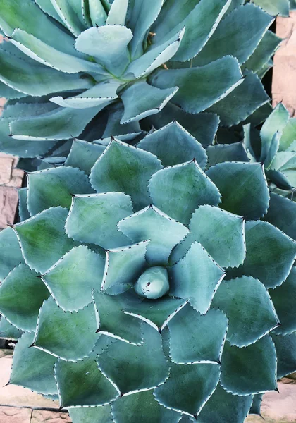 Agave planta folhas fundo — Fotografia de Stock