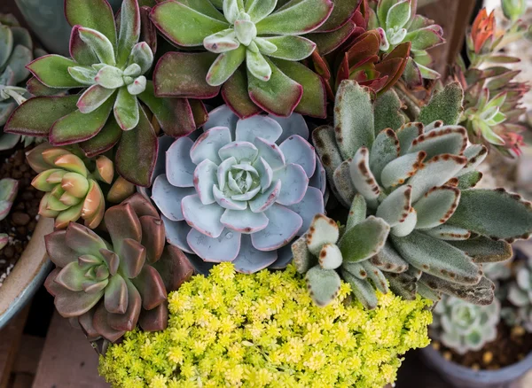 Miniature succulent plants in garden — Stock Photo, Image