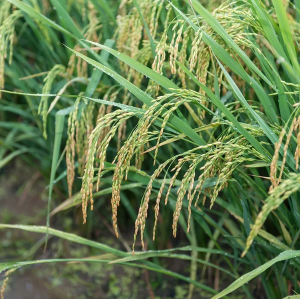 Rijst Veld Druppels — Stockfoto