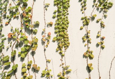 sarmaşık yaprakları beyaz arkaplanda izole edilmiş