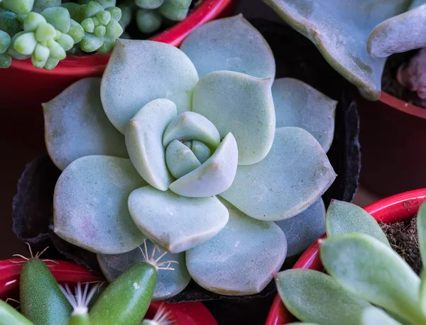 Miniature Succulent Plants Garden — Stock Photo, Image