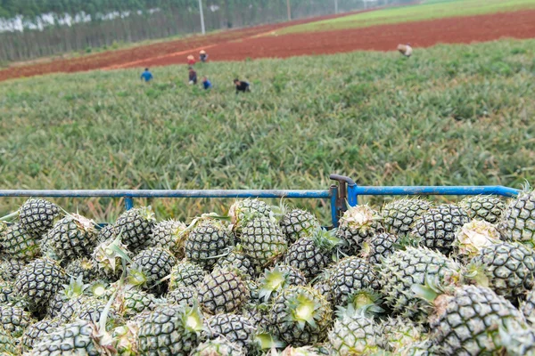 Truck Full Fresh Ripe Pineapples — Stock Photo, Image