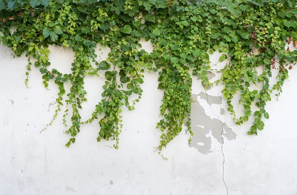 Ivy Leaves Isolated White Background — Stock Photo, Image