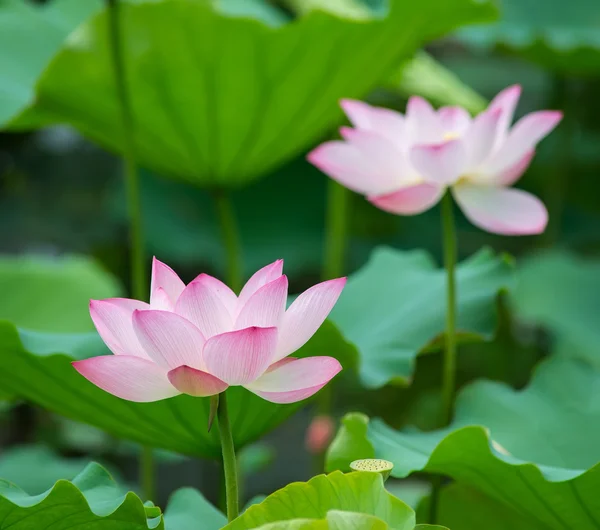 Lotus Bloom Pond — Stock Photo, Image