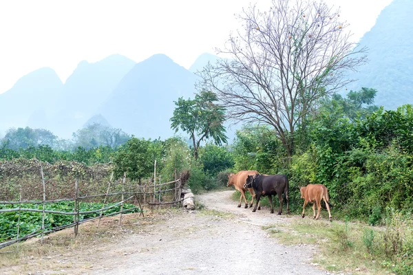 Landskap Yangshuo Guilin Kina — Stockfoto