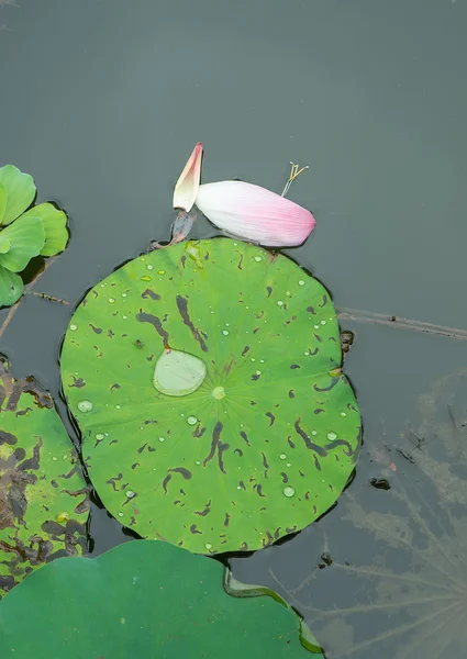 Lotus Bloeien Vijver — Stockfoto