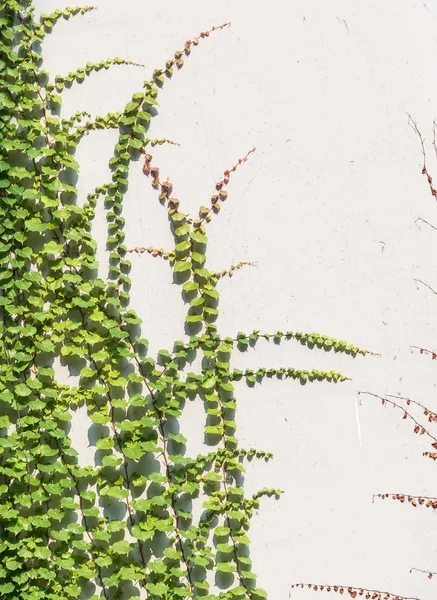 Efeublätter Isoliert Auf Weißem Hintergrund — Stockfoto