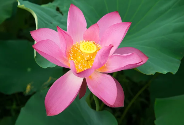 Lotus Bloom Pond — Stock Photo, Image