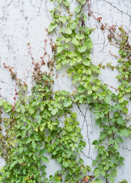 sarmaşık yaprakları beyaz arkaplanda izole edilmiş