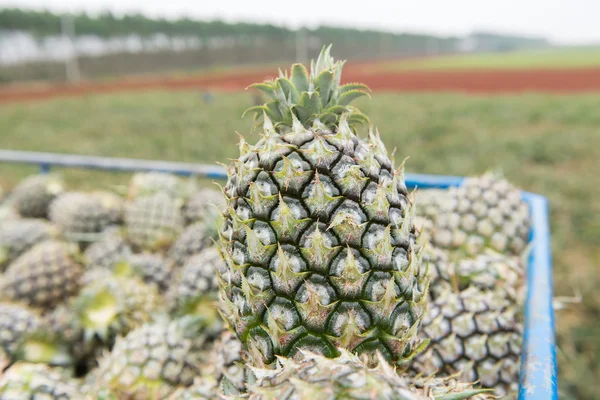 Camión Lleno Piñas Frescas Maduras —  Fotos de Stock