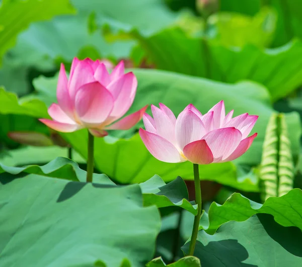 Lotus Bloom Pond — Stock Photo, Image