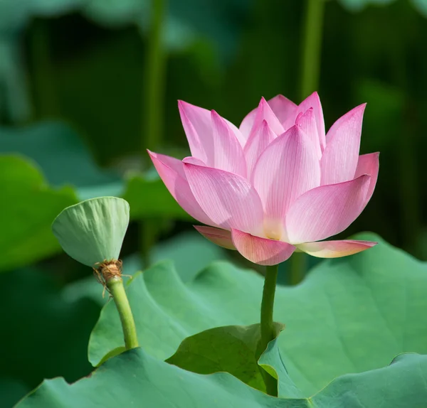 Lotus Blommar Dammen — Stockfoto