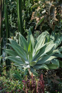 Sivri uçlu ağaç yaprakları.