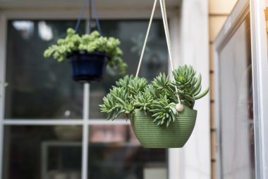  Bahçedeki minyatür sulu bitkiler