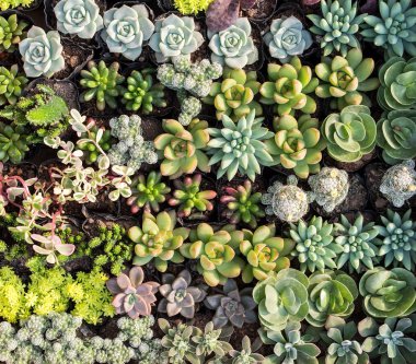  Bahçedeki minyatür sulu bitkiler