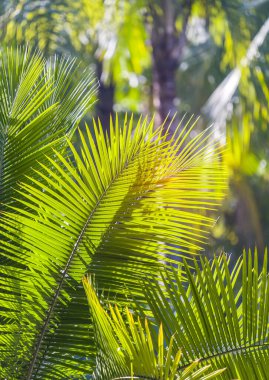 Güneş ışığında yeşil palmiye yaprağı