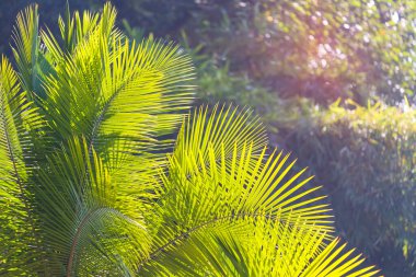 Güneş ışığında yeşil palmiye yaprağı